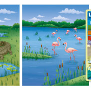 Crocodile et flamants roses dans un marais