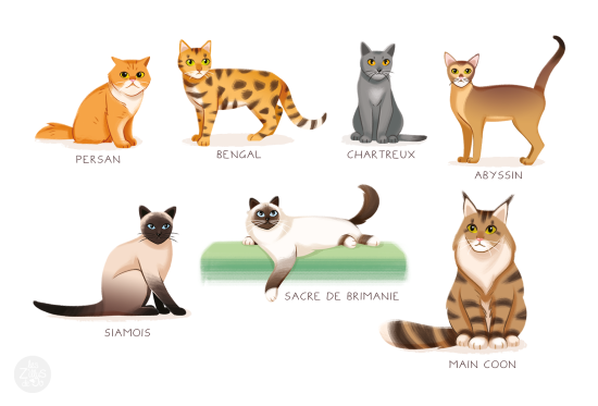 Les 6 races de chats