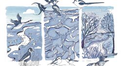 Paysages de marais - La Maria Illustratrice-illustrateur