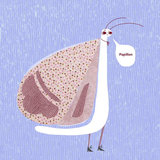 Papillon