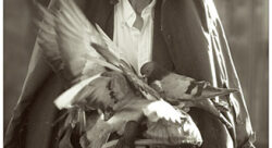 The man with the birds - Olivier Jollant-photographe